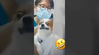 FunNy AniMals CompilAtion 🤣🫶#shorts #viral #shortsvideo #shortsfeed #tiktok #jg568 #shortsviral