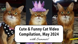 Catnip fun, Cat Trick Challenges, Feline Fashion and More! 😺 #catvideos #cats