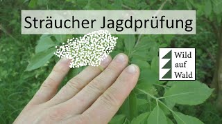 🦌Jagdprüfung WICHTIG: Sträucher als Jäger erkennen. #wildaufwald