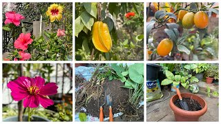 Terrace Garden Update ! Garden work,Repotting and harvest!🌺🌸🌼🥀🪴🌱🪴