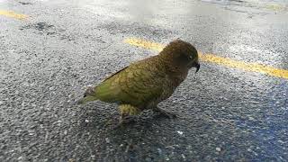 Baby Kea and Cheeky Bird