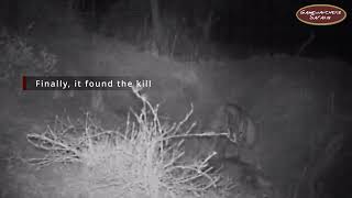 Honey Badger Recovers Stolen Food from Striped Hyena - Selenkay Conservancy