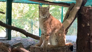 КАВКАЗСКИЕ РЫСИ В КАВКАЗСКОМ ЗАПОВЕДНИКЕ / Ахштырская пещера