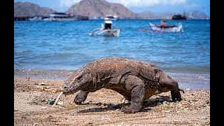 21 DAYS EXPLORE JAVA-BALI-LOMBOK-KOMODO NATIONAlPARKS PACKAGE