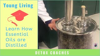 Learn How Essential Oils are Distilled