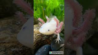 The Axolotl : The Extraordinary Regenerative Powers