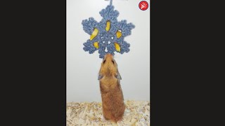 Hamster Challenge Eating Jackfruit Wool Snowflake🐹🧶