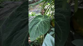 Prepare to be amazed by the giants of the plant world! 🌿✨ #alocasia #cyrtosperma #javaniskaelflora