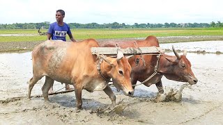 You have to level the ground with a bullock cart in knee-deep mud