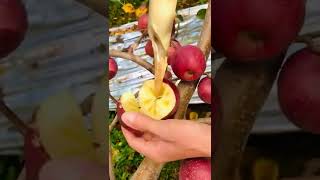 #oddlysatisfying #shorts apple cutting to fruits#shorts videos