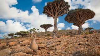 Discover the Alien Landscapes of Socotra Island