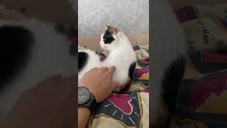 OMG!!! Look at this cat! #beasts #pet #cat #like #funnyclips #animal