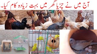 Aj Mini Zoo Par Bht Kam Kiya 😍❣️ || आज मैंने चिड़ियाघर में बहुत सारा काम किया