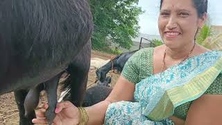 Fantastic goats milking by beautiful hands 🥰