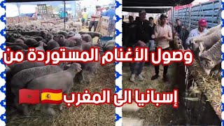 شاهد وصول الأغنام من إسبانيا الى أسواق المغربية 🇪🇸🇲🇦