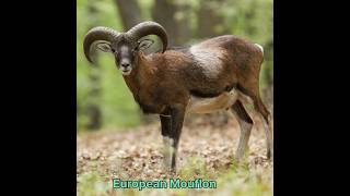 European Mouflon hunt p2 #hunting #animals #cringe