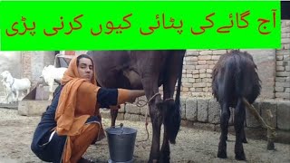 Aj Cow ki mn ny Pitai kr di or Cow ny mjhy tangen maar kr burra haal kr dia ll VillageGirlsLife