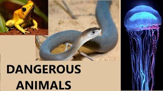 dangerous animals in the world