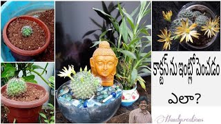 కాక్టస్ ను ఇంట్లో పెంచడం ఎలా??  | how to grow cactus at home | cactus plant