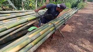 OJEK PALANG ANGKUT BAMBU DI JALAN BERBATU