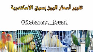 اسعار عصافير الروز 2021  mohamed_fouad#