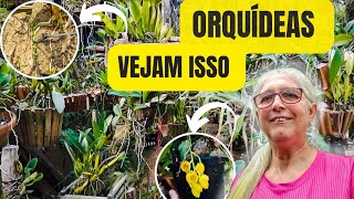 🟣 COMO A NATUREZA É SÁBIA (VEJAM ONDE NASCEU ORQUÍDEAS)‼️