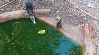 5 days old ducklings decide to have their first bath at lake