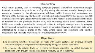 Rhizobacteria inoculation and colonization for promoting plant growth in cool-season turfgrass