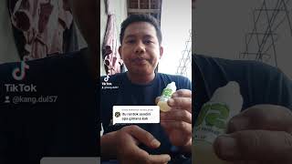 Obat scabies kelinci