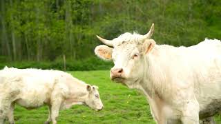 Identify and Prevent Cow Aggression