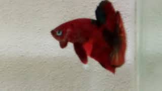 Betta HMPK NEMO (Sire)