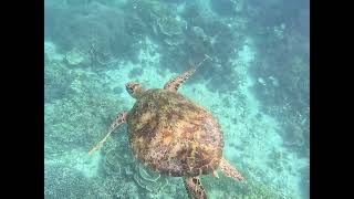 Swimming with Green Sea Turtles!