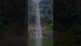 Maskeliya Gartmore Falls😮#subscribe#nature#travel#srilanka#waterfalls#shorts#shots#short#shortvideo