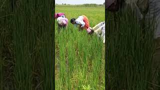 Weeding // निंदाई गुड़ाई #shorts #kisan #farming