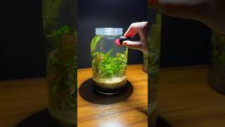 Algae cleaning in a jar aquarium