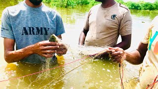 Yes!! Amazing NET Fishing😱🐠/ Village fishing / Best net fishing.....!!