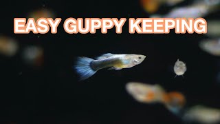 GUPPY CARE GUIDE 101