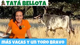 49. Vacas y toros en el campo con el tío Emilio (bravos, charoleses, moruchos)