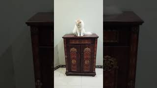 HANDSOME FLUFFY SIT ON SHOE RACK #Youtubeshorts /#Shorts