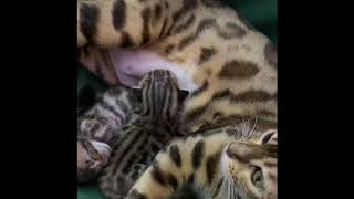 3 week old Bengal kittens