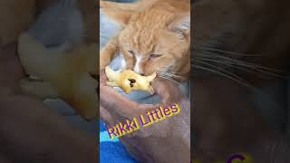 Ricky Littles Loves Apple # pets # cat videos