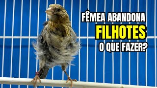 A fêmea ABANDONOU e filhote MORREU DE FRIO!!! FAÇA este TESTE para ter CERTEZA!