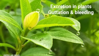 Guttation , EXCRETION IN PLANTS ,  bleeding