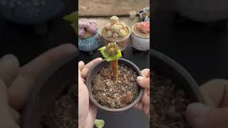 How To Propagate Aeonium Succulent - Nhân Giống Sen Đá Aeonium