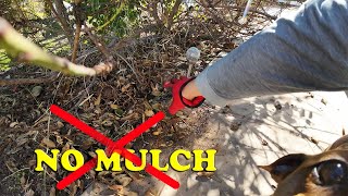 Why I Refuse To Use MULCH | No Mulch Gardening