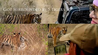 5 Tigers together | latest video | Ghotangao umred karandla Safari | Attack chase | Fairy Surya Cubs