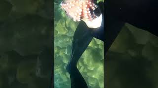 PESCA SUBMARINA PULPO QUE SE HACE UNA BOLA Y QUEDA PEGADO A UNA ROCA