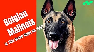 Living with a Belgian Malinois: Is This Breed Right for YOU? #secretanimals @secret_animals