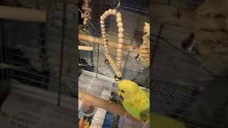 Bob curious looks :) #parrot parrot #budgies #pets #shorts #sia #meghantrainor