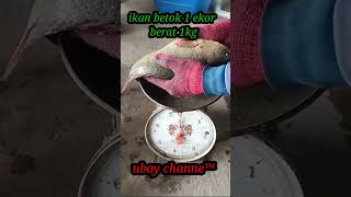 ikan betok terbesar #shorts